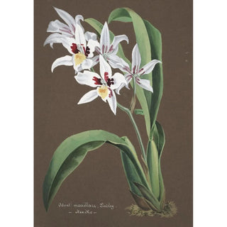 Anonymous - Collection dorchidees Pl43.webp