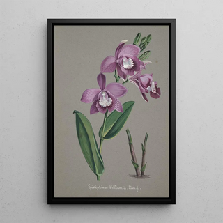 Anonymous - Collection dorchidees Pl51.webp