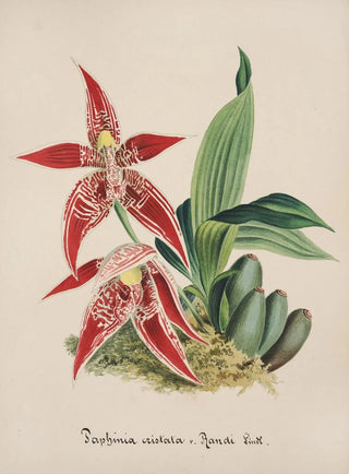 Anonymous - Collection dorchidees Pl56.webp