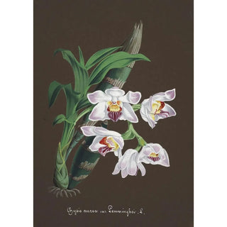 Anonymous - Collection dorchidees Pl60.webp