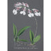 Colección de orquídeas Pl61 - Anónimo — vista de la obra