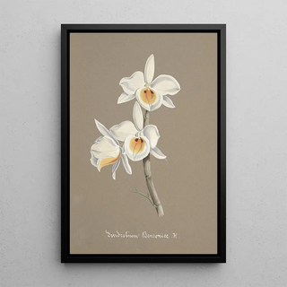 Anonymous - Collection dorchidees Pl66.webp