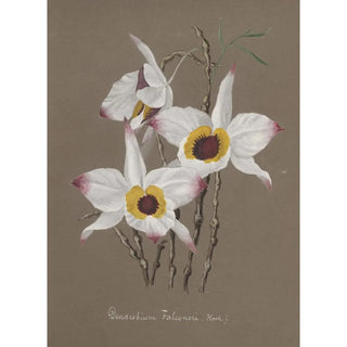 Anonymous - Collection dorchidees Pl68.webp