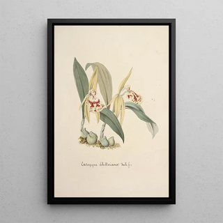 Anonymous - Collection dorchidees Pl69.webp