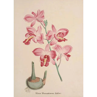 Anonymous - Collection dorchidees Pl72.webp