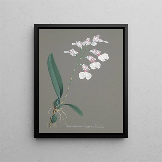 Anonymous - Collection dorchidees Pl79.webp