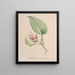 Colección de orquídeas Pl82 - Anónimo — cuadro enmarcado en la pared
