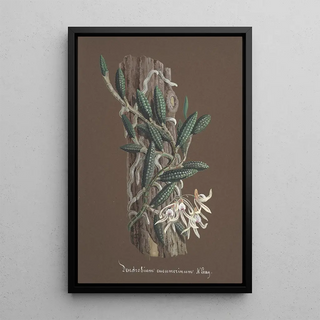 Anonymous - Collection dorchidees Pl87.webp