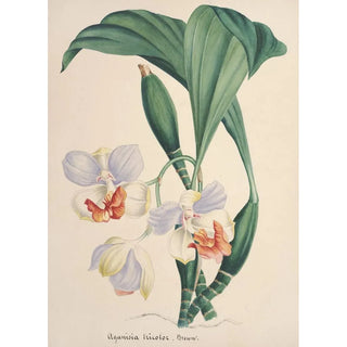 Anonymous - Collection dorchidees Pl88.webp