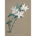Reproduction of the painting Collection of Orchids Pl89 - Anonymous