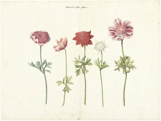 Anonymous - Five Studies of Anemones.webp