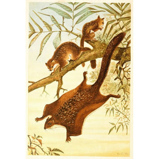 Anonymous - Flying Squirrel.webp