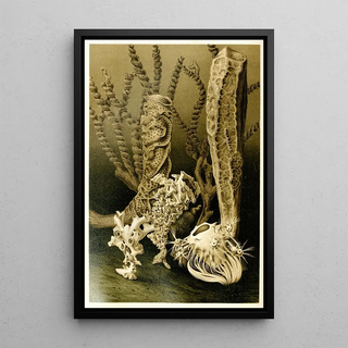 Anonymous - Glass Sponges.webp