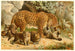 Leopards - Anonymous — artwork view
