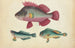 Un pez rosa, dos peces verdes - Anónimo — vista de la obra