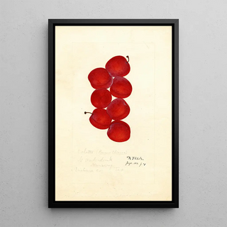 Anonymous - Prunus domestica Coletto.webp