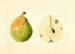 Pyrus communis - Anónimo — vista de la obra