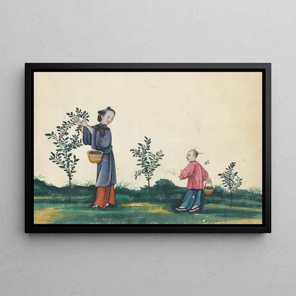 Anonymous - Tea bushes picking.webp
