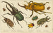 Diversos tipos de coleópteros - Anónimo — vista de la obra
