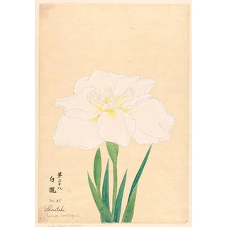 Anonymous - White Waterfall Shirataki.webp