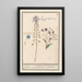 Hyacinthe dioscoride majeure comosus - Anselmus Botius de Boodt — cuadro enmarcado en la pared