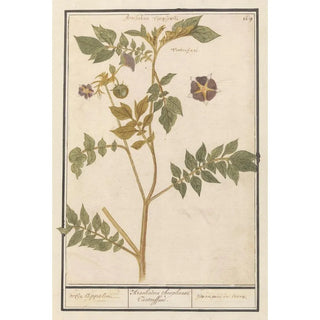 Anselmus Botius de Boodt - Aardappel Solanum tuberosum aerde appelen Arachidna theophrasti Tartouffani pommes de terre.webp
