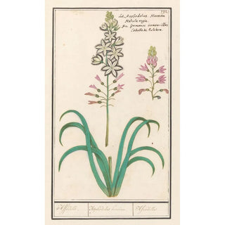 Anselmus Botius de Boodt - Affodil Asphodelus Affodille Asphodelius heroion Afrodilles.webp