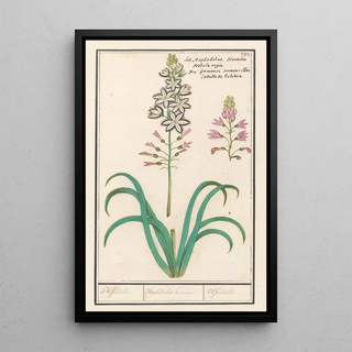 Anselmus Botius de Boodt - Affodil Asphodelus Affodille Asphodelius heroion Afrodilles.webp