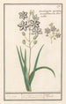 Asphodèle Asphodelus Cebolla de campo Ornithogalon Spicatum Monspelliensium - Anselmus Botius de Boodt — vista de la obra
