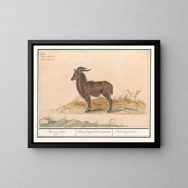 Bouquetin de los Alpes - Anselmus Botius de Boodt — cuadro enmarcado en la pared
