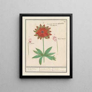 Anselmus Botius de Boodt - Anemoon Anemone cyclaam Cyclamen en hondstand Erythronium.webp