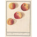 Manzana de Bohemia - Anselmus Botius de Boodt — vista de la obra