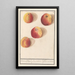 Manzana de Bohemia - Anselmus Botius de Boodt — cuadro enmarcado en la pared