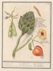 Artisjok Cynara scolymus tuinbonen Vicia faba et lampionplant Physalis - Anselmus Botius de Boodt — vista de la obra