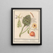 Artisjok Cynara scolymus tuinbonen Vicia faba et lampionplant Physalis - Anselmus Botius de Boodt — cuadro enmarcado en la pared