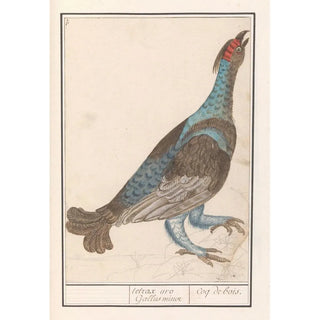 Anselmus Botius de Boodt - Auerhoen Tetrao urogallus.webp