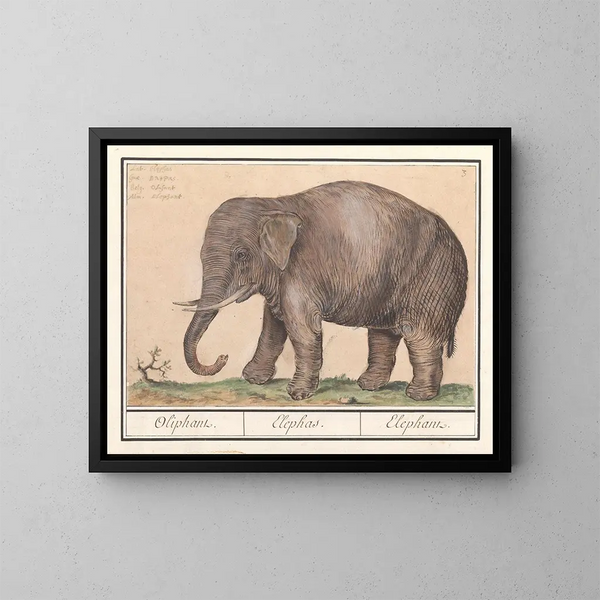 Elefante asiático Elephas maximus - Anselmus Botius de Boodt — cuadro enmarcado en la pared