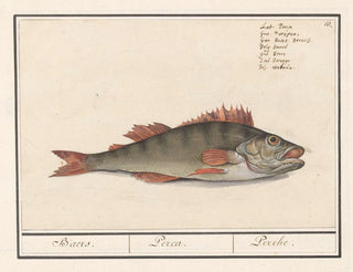 Anselmus Botius de Boodt - Baars Perca fluviatilis Baers Perca Perche.webp