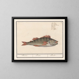 Anselmus Botius de Boodt - Baars Perca fluviatilis Baers Perca Perche.webp