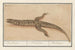 Basilic Basilic Basiliscus Basiliscus Basiliscus Basilisque - Anselmus Botius de Boodt — vista de la obra