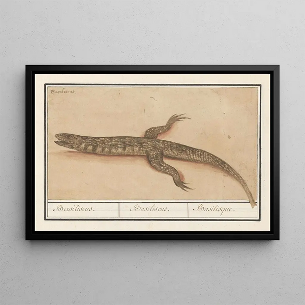 Anselmus Botius de Boodt - Basilisk Basilisk Basiliscus Basiliscus Basiliscus Basilisque.webp