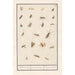 Reproduction of the painting Leaf with twenty-two winged insects - Anselmus Botius de Boodt