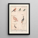 Leaf with six birds - Anselmus Botius de Boodt — framed artwork on a wall