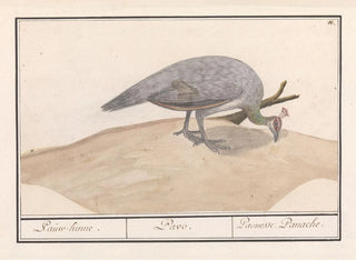 Anselmus Botius de Boodt - Blauwe pauw Pavo cristatus.webp