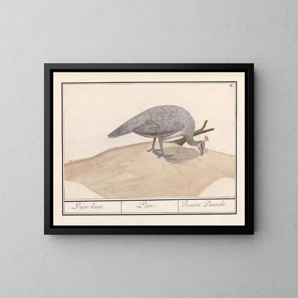 Pavo azul Pavo cristatus - Anselmus Botius de Boodt — cuadro enmarcado en la pared
