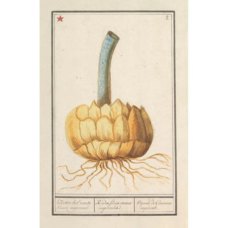 Anselmus Botius de Boodt - Bol van de keizerskroon Fritillaria imperialis.webp