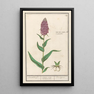 Anselmus Botius de Boodt - Brede orchis Dactylorhiza majalis Standelkruijd Satirion orchijs vel Cinosorchis Du Satijrion.webp