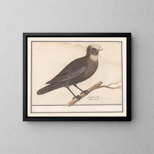 Busard des roseaux - Anselmus Botius de Boodt — cuadro enmarcado en la pared
