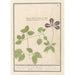 Clemátide Clematis pequeña flor de clemátide o clemátide - Anselmus Botius de Boodt — vista de la obra