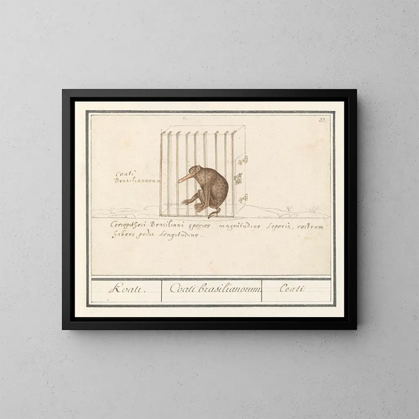 Coati - Anselmus Botius de Boodt — cuadro enmarcado en la pared
